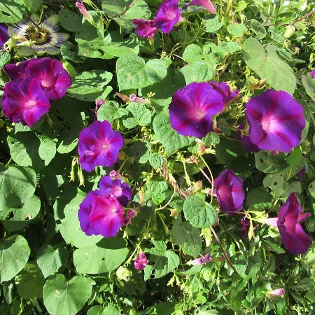 Sky Dream Vila Novigrad Istria