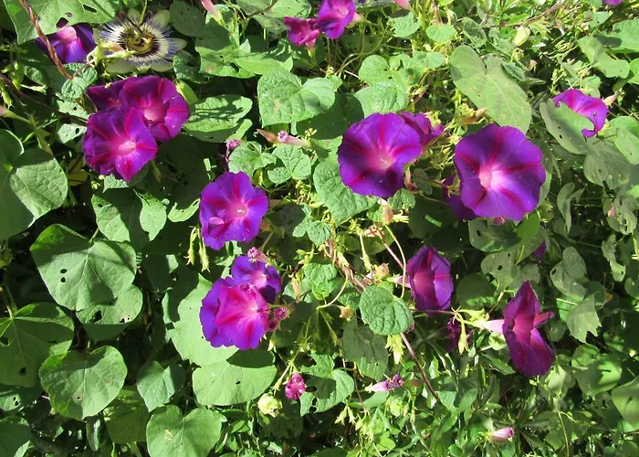 Sky Dream 빌라 Novigrad Istria