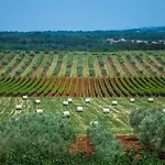 Villa Sky Dream Novigrad Istria